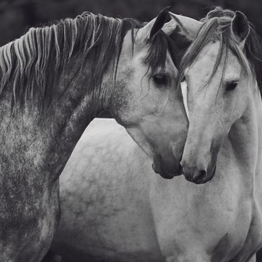 Meet your Posher, Peggy